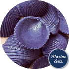 8965W - Coloured Cockle Shell - Starburst Violet